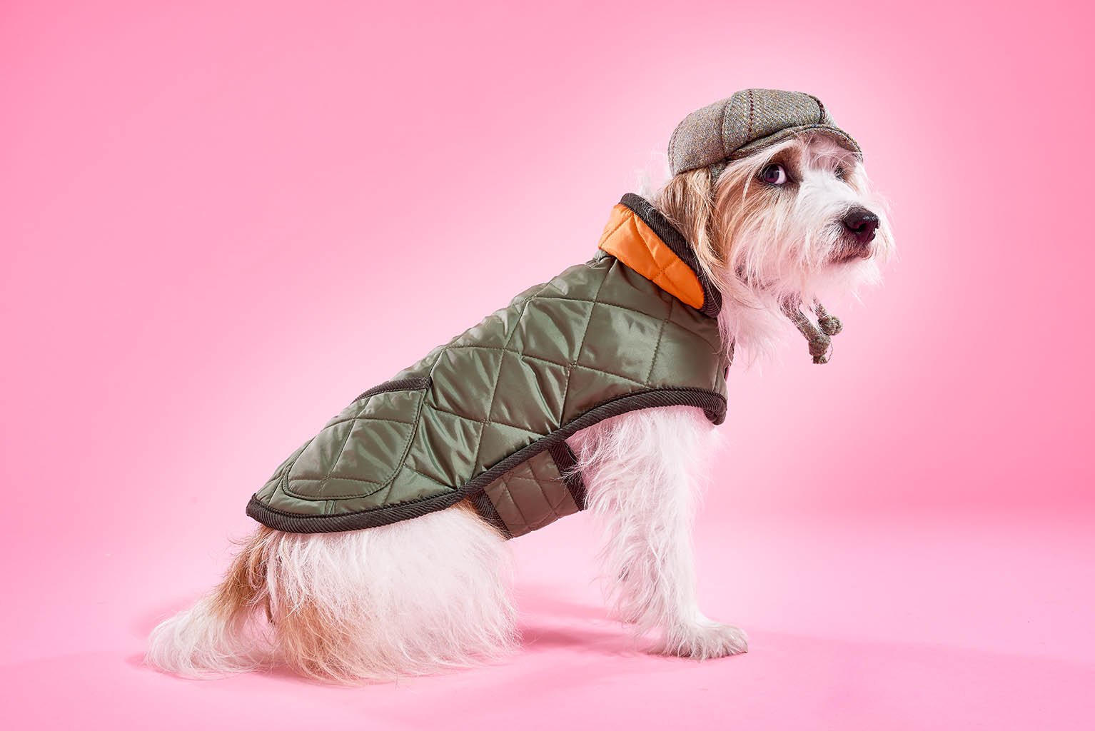 Packshot Factory - Coloured background -  Lish dog coat