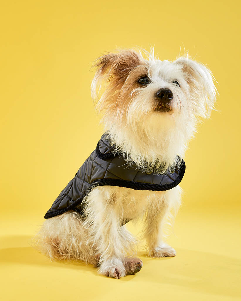 Packshot Factory - Coloured background - Lish dog coat