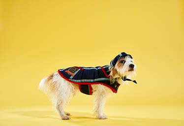 Model Explorer of Lish dog coat