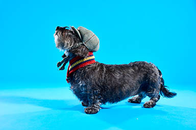 Model Explorer of Lish dog hat and scarf