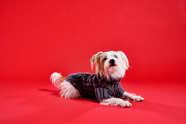 Coloured background Explorer of  Lish dog sweatshirt